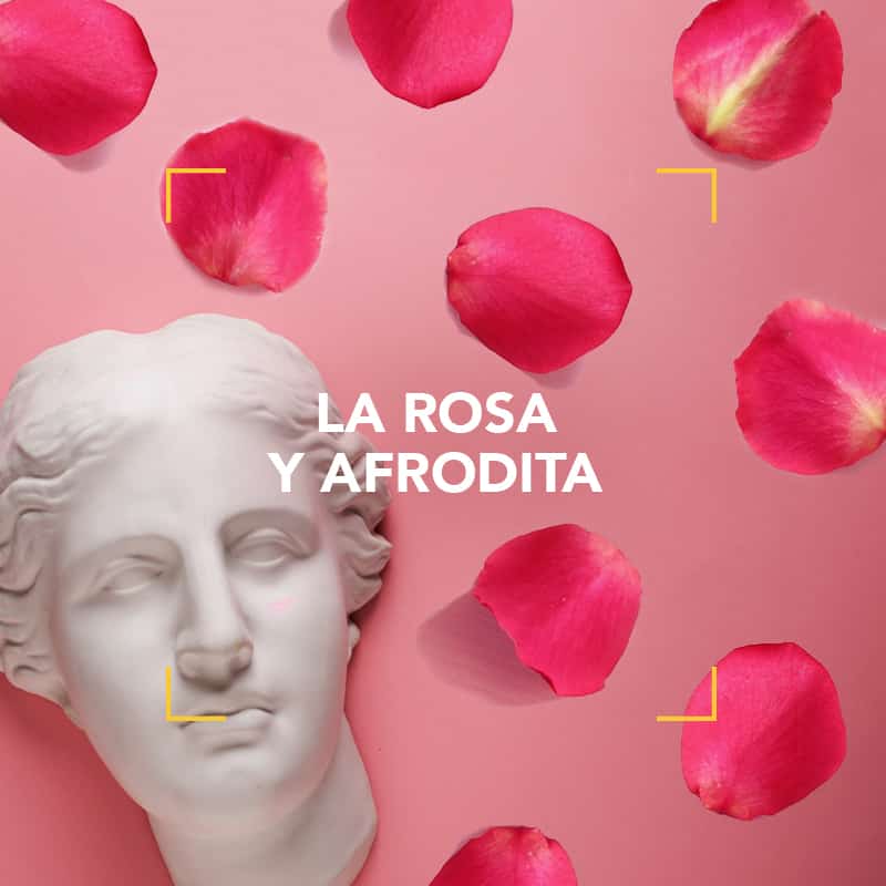 La Rosa y Afrodita