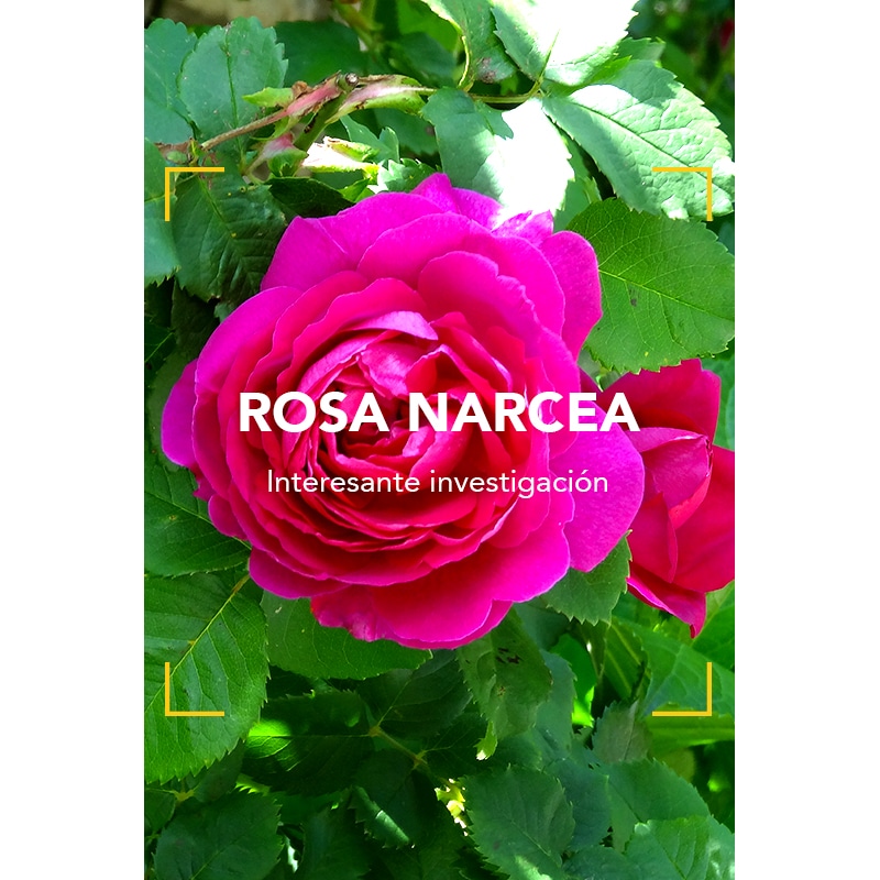 El descubrimiento de nuestra rosa asturiana, la Rosa Narcea