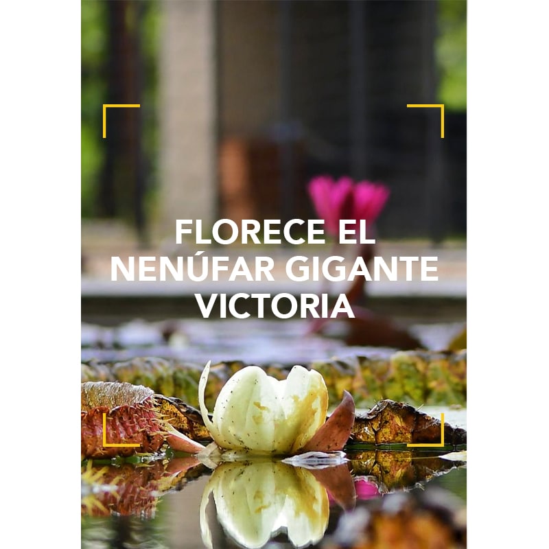 Florece el nenúfar gigante Victoria en el Real Jardín Botánico