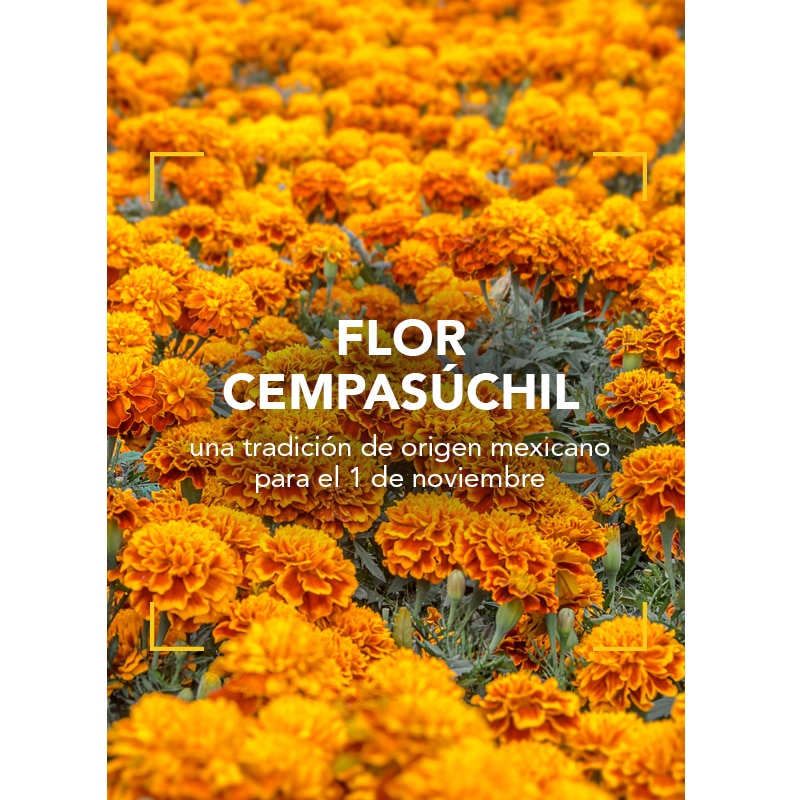 La flor Cempasúchil: una tradición de origen mexicano