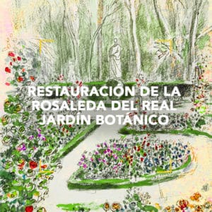 Proyecto de restauración de la rosaleda del Real Jardín Botánico