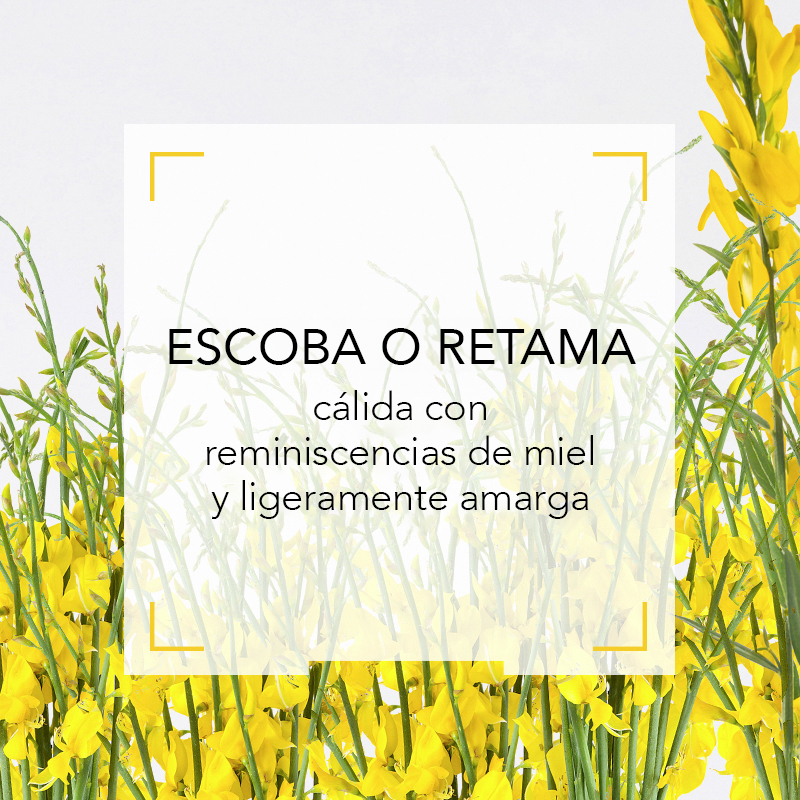 Escoba o retama