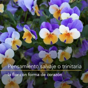 Pensamiento salvaje: la flor con forma de corazón