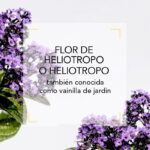 Flor-de-Heliotropo