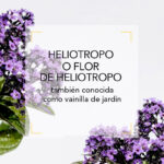 HELIOTROPO
