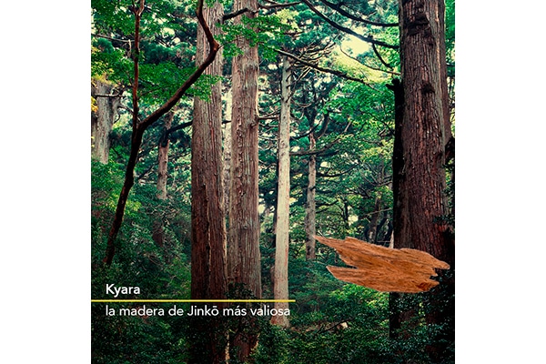Kyara, la madera de Jinko más valiosa