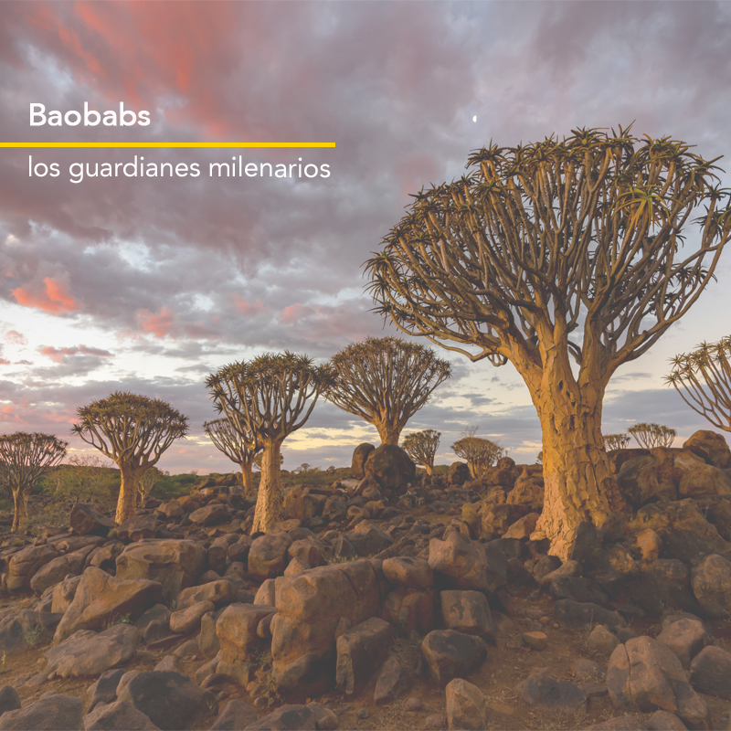 Baobabs