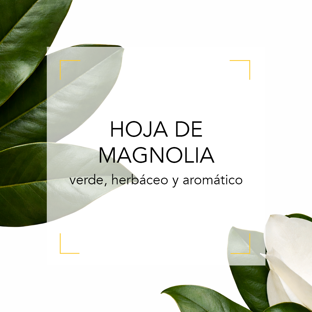 HOJA DE MAGNOLIA