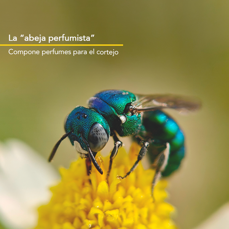 Abeja perfumista