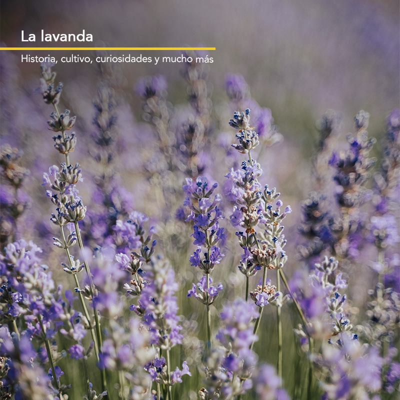 La lavanda